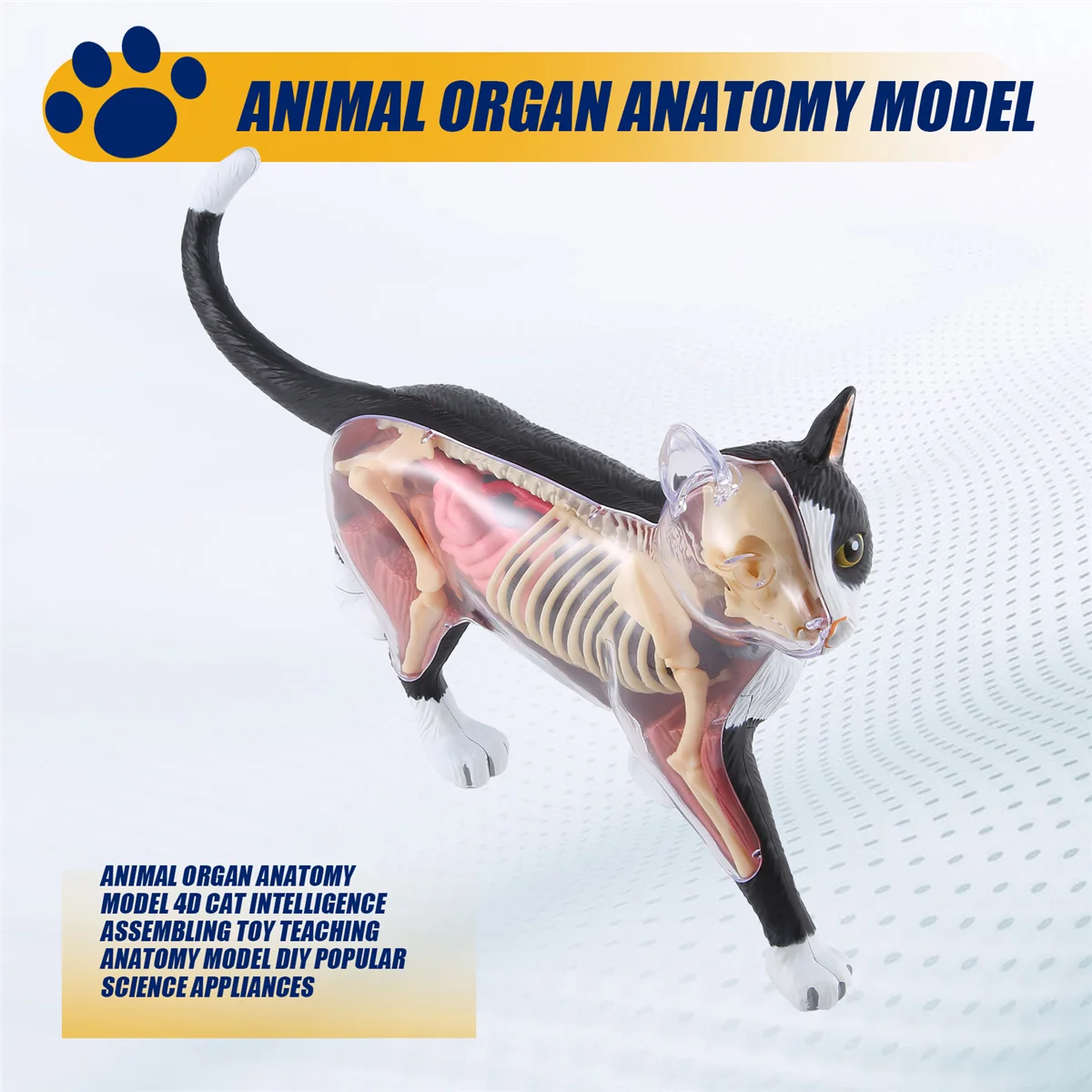 A51I Tier Orgel Anatomie Modell 4D Katze Intelligenz Montage Spielzeug Lehre Anatomie Modell DIY Geräte