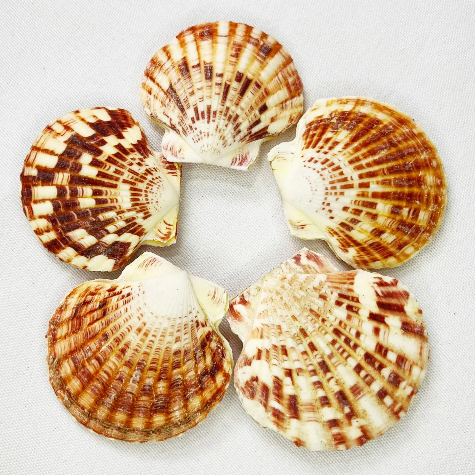 Natural Pecten maximus Shells Mediterranean Seashells Aquarium Decor Creative Home Display Photo Prop