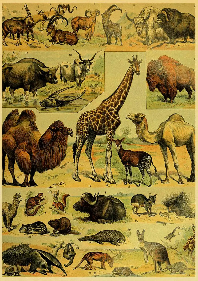 Plants Animals Retro Poster Wall Chart Home Living Bed Room Decor Posters Art Bar Cafe Pictures Frameless Wall Painting