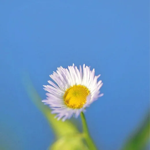 

Tuya Smart Life App Control Home Alarm System 433MHz Burglar Security Alarm Siren WiFi Wireless Home Alarms System Kits for Home