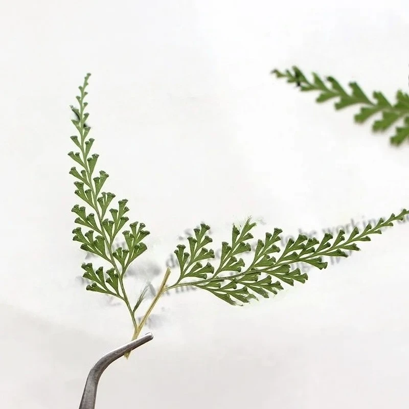 Nature Pressed Fern Branches,dry Flower DIY Bookmarks Greeting Cards Drip Gum Phone Case Photo Frame True Leaf Plant,5-7cm/12pcs