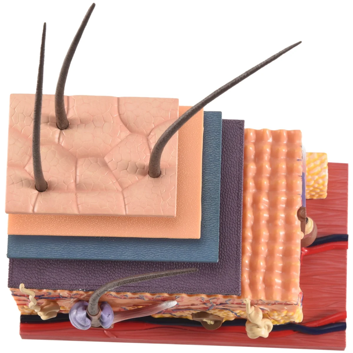 

Hot sale 4D Human Skin Model Hair Organs Assembling Puzzle Model Teaching Model Manikin Science Anatomical Model