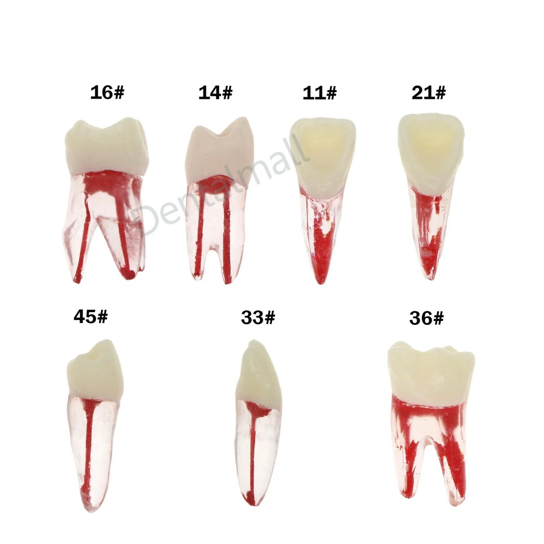 

Dental Root Canal Practice Model Teeth 1:1 Pulp Study RCT Endo File Resin Cavity Preparation Teaching 1# 3# 4# 5# 6#