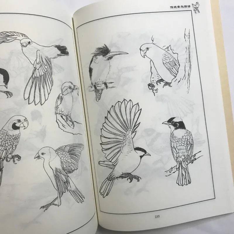 Bird Painting Tutorial Art Book Traditional Illustrations of Birds Reference Images Phoenix Line Drawing Peacock Eagle Magpie