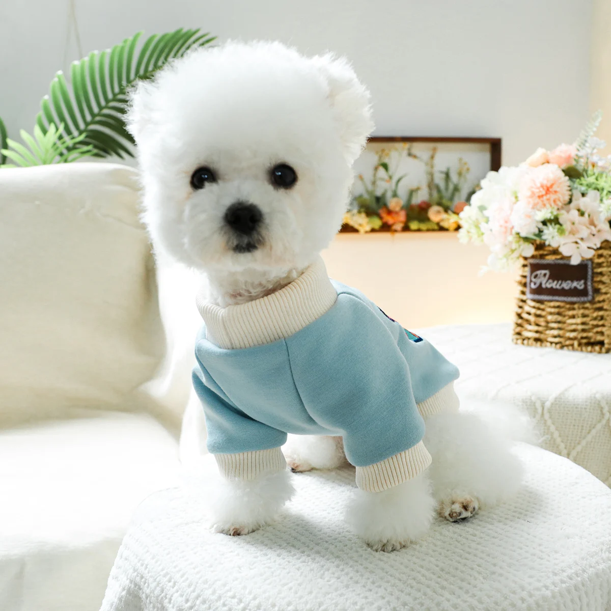 1PC Pet Clothing Spring and Autumn Velvet Hoodie Blue Color Chicago Hoodie Suitable for Small and Medium sized Dogs