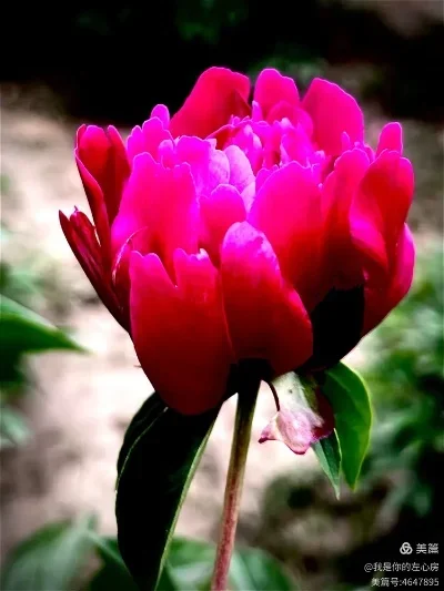 

Металлическое крепление сервопривода для радиоуправляемых моделей WLtoys 1/24 244016 и LOSI 1/24 Micro-B, запчасти для тюнинга