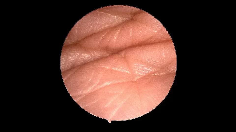 Câmera médica impermeável veterinária da endoscopia do sensor FULL HD CMOS