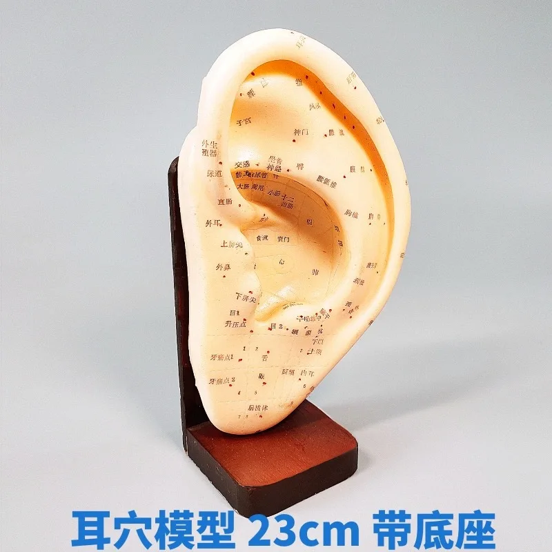 Engraved ear acupoint model - massage, acupuncture, and reflexology learning tool - large right ear auricle