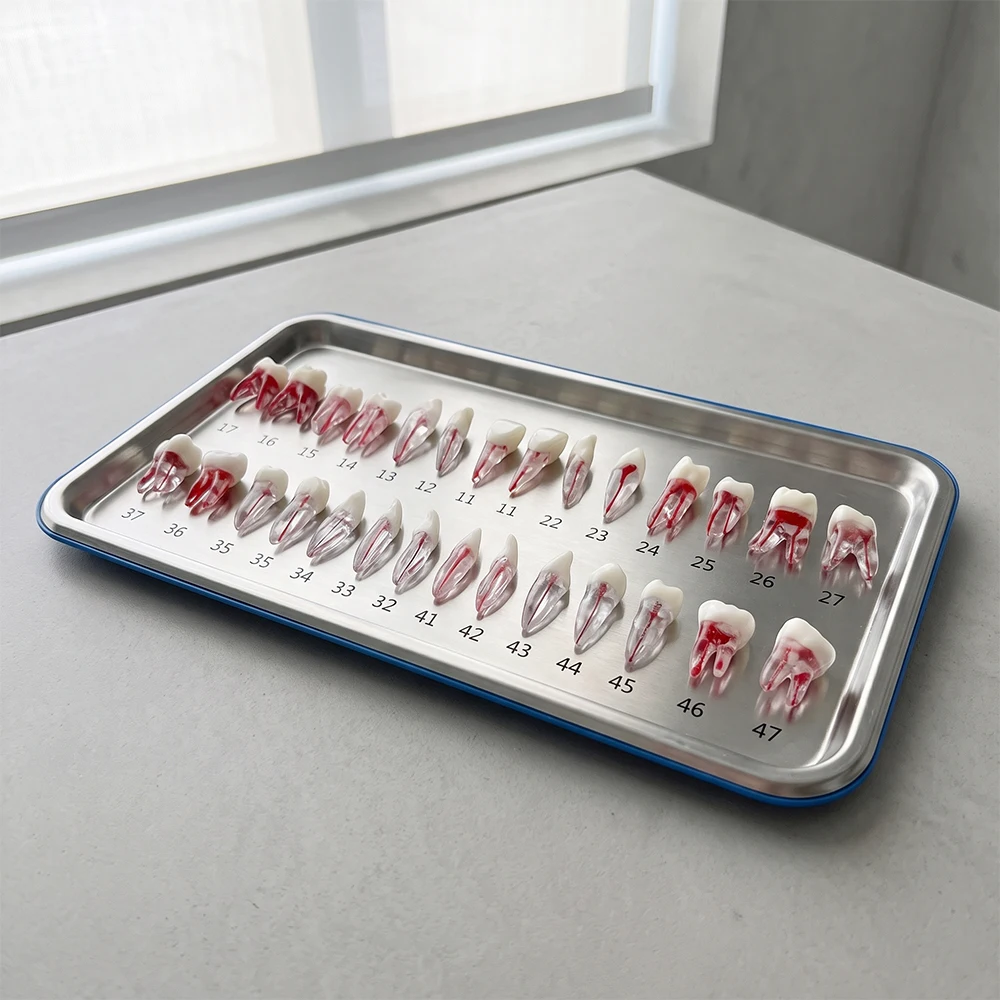 3pc Root Canal Practice Teeth Model Clear Resin Dental Endodontic Training Model for Dentist Study Practice RCT Training Blocks