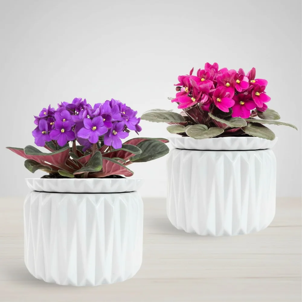 

6 Inch Self Watering Ceramic Plant Pot for African Violets Indoor Plants 3 Weeks Water Supply (2 Pack White)