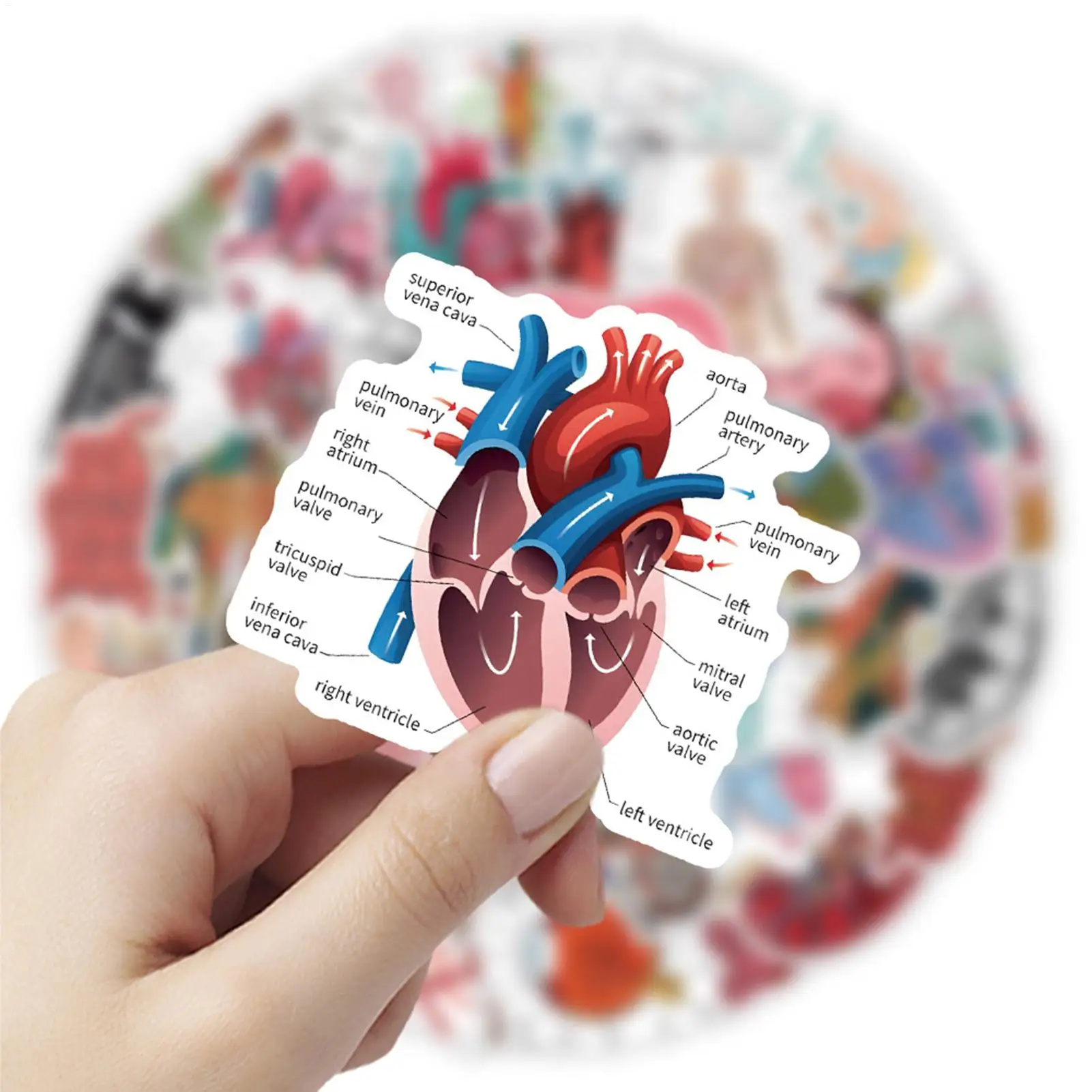 Anatomy Stickers 50 Piece Vintage Medical Biology Decals Waterproof Science Stickers for Doctors Nurses Students, Laptop Water