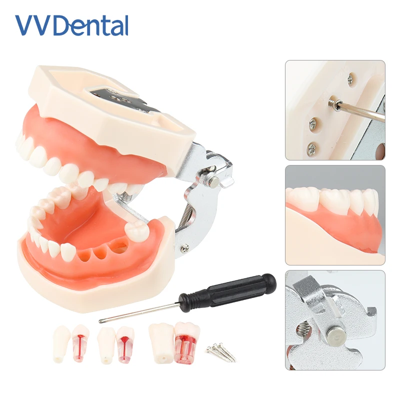 

28/32pcs Teeth Model Dental Teaching Model Soft Gum Teeth Resin Typodont Teeth Model for Dentist Practice Studying Dentist Tools