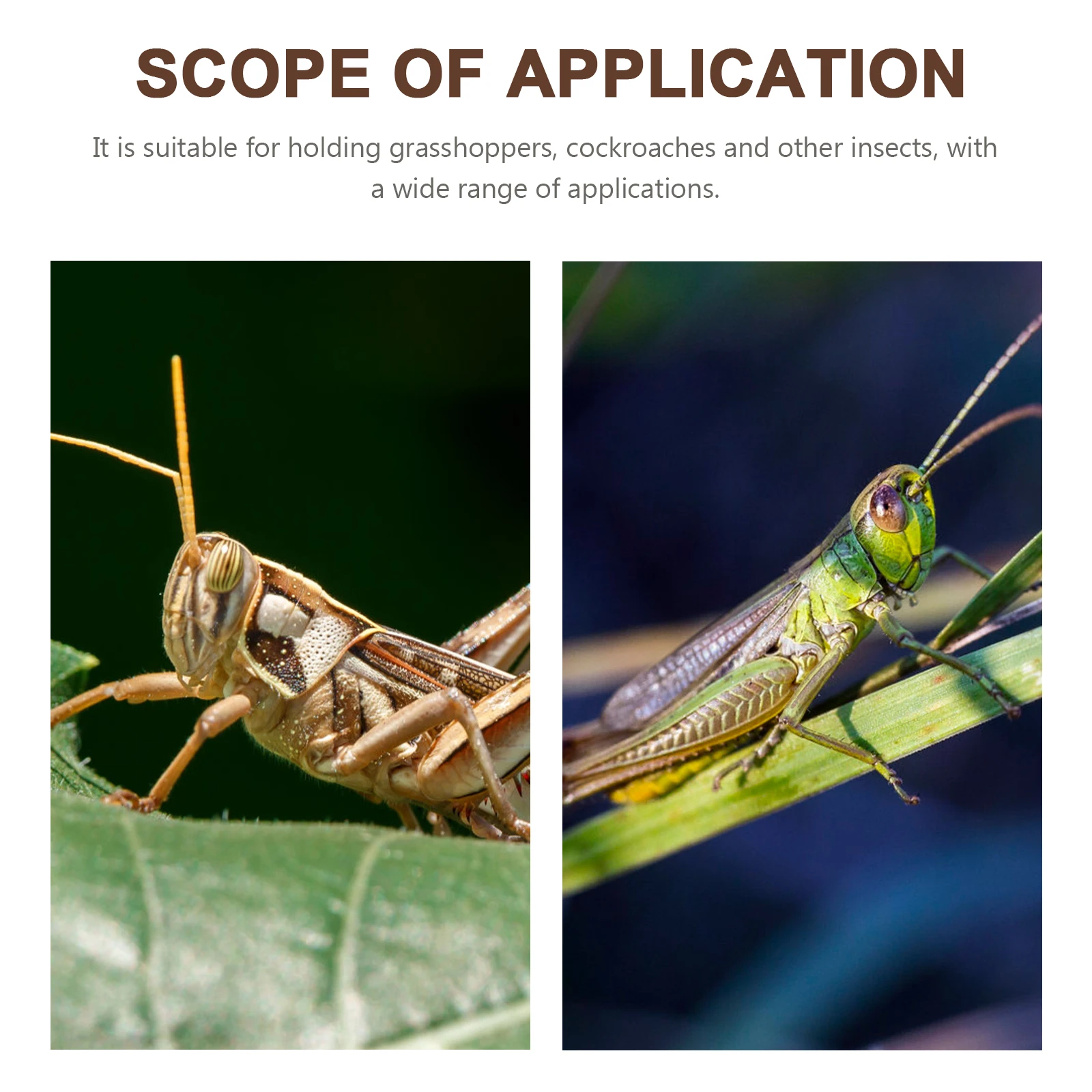 

Wooden Cricket Cage For Kids Insect Exploration Reusable Storage Box Durable Bug Holder Container