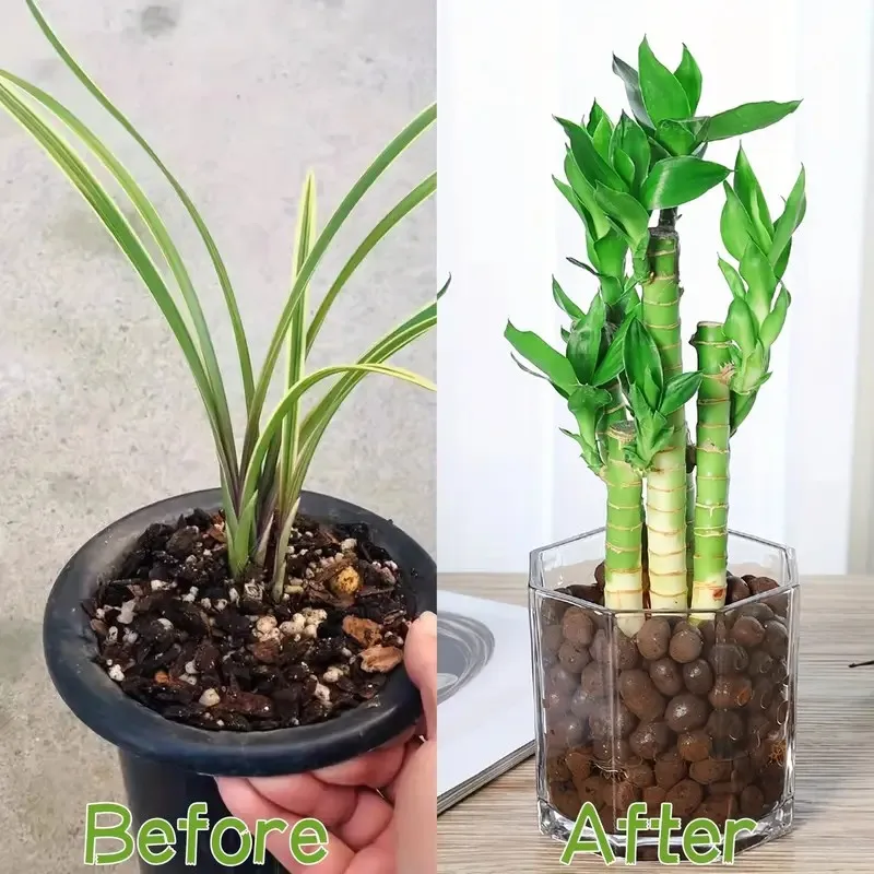 Hydroponische erweiterte Kieselsteine aus Ton für den Garten – ovale Bio-Keramikpellets für Töpfe, Pflanzgefäße, Orchideen, Sukkulenten und Bodenablauf – Detail 6