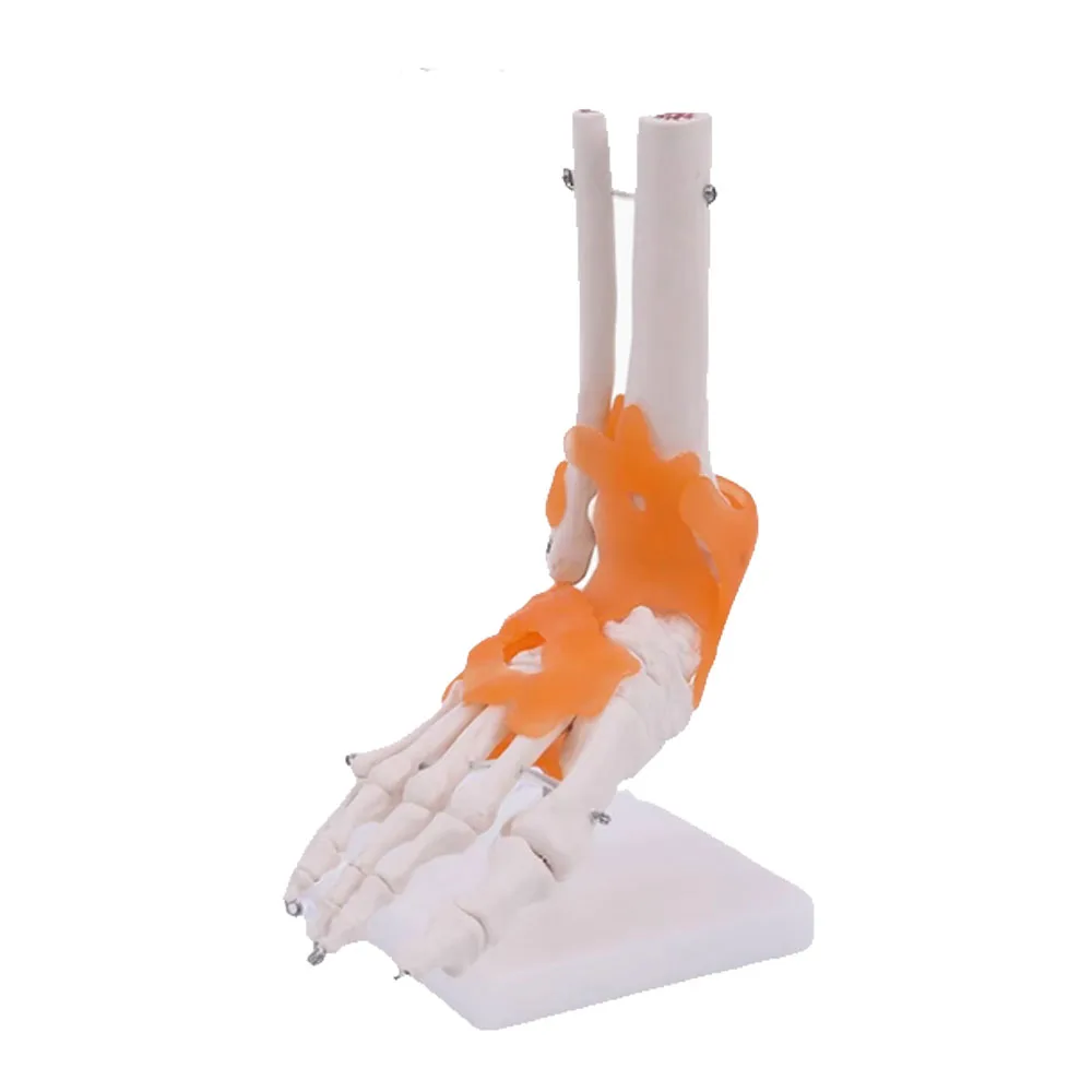 

Medical Science Life Size Human Foot Joint Model With Ligaments