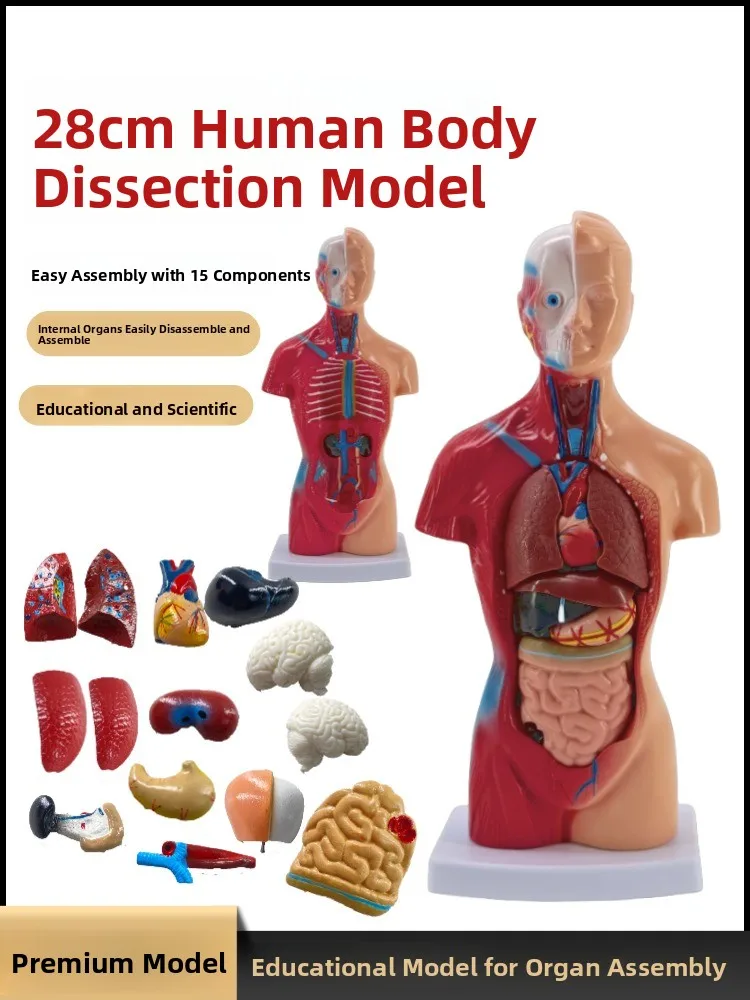 

Разборная медицинская модель Amy, 28 см, для изучения структуры человеческих органов, строения тела и сердца, обучающая игрушка для детей