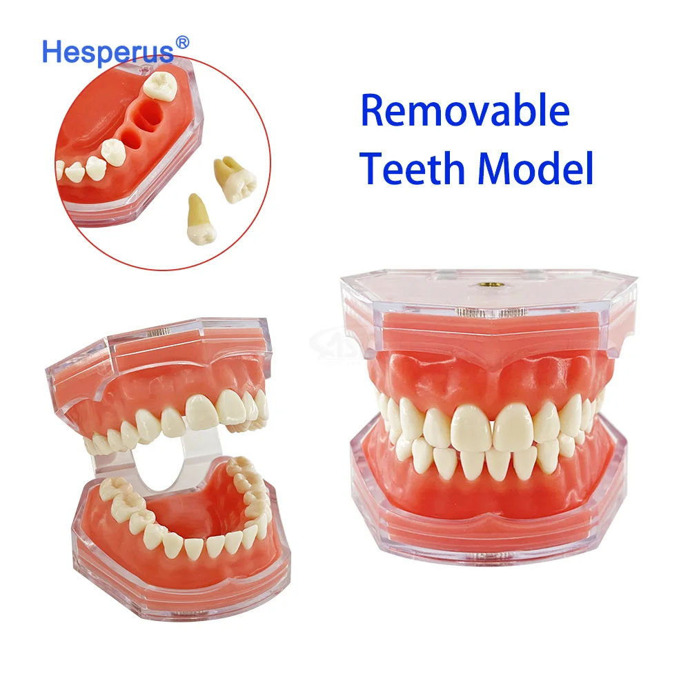 Factory Hot Sale den tal Model den tal Standard 28 Removable Teeth Soft Gum ADULT TYPODONT Model