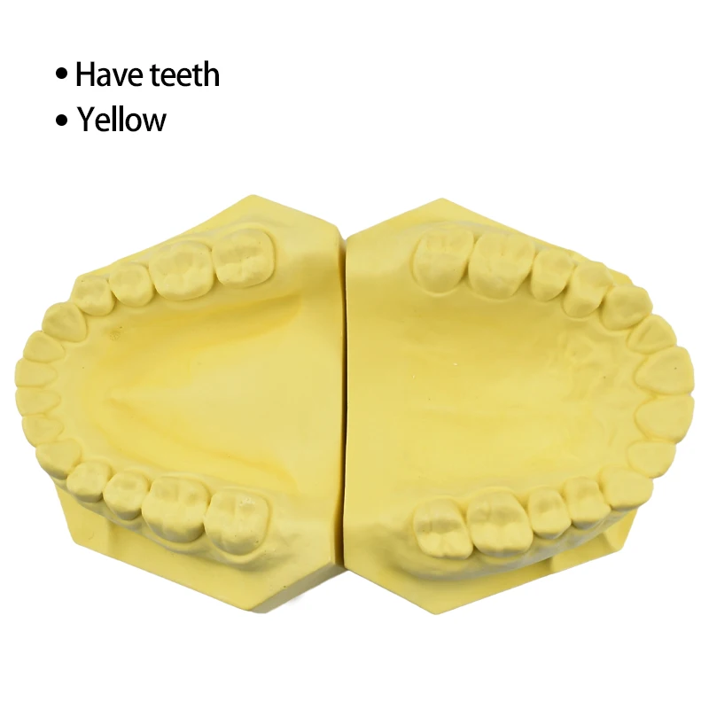 

Dental Tooth Model Plaster Model White Yellow Model Dentist Student Training Studying Anhydrite Material Tools