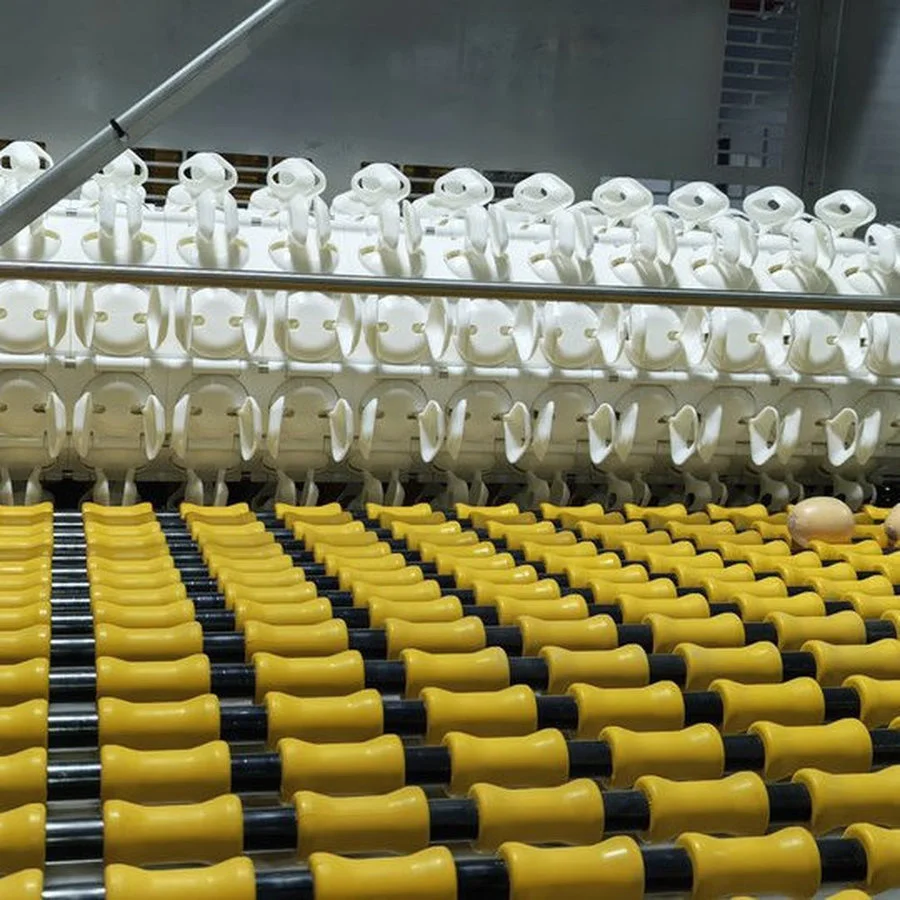Egg Sorting Machine Automatic Egg Grader for Farm Use High Accuracy Egg Weight Classifying Processing Equipment
