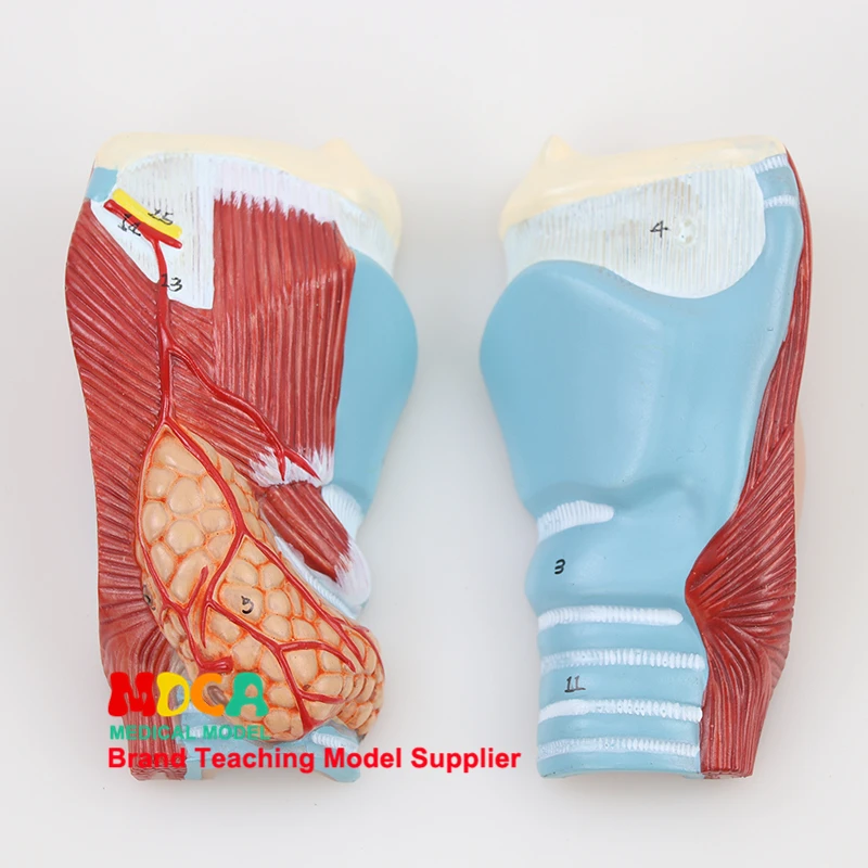 Life Size Human Larynx Model Anatomically Accurate Throat Model Pharynx Model For Science Classroom