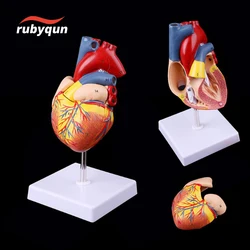 Modello di cuore umano, Replica a cuore umano a grandezza naturale Deluxe in 2 parti con 34 strutture anatomiche, tenuta insieme ai magneti