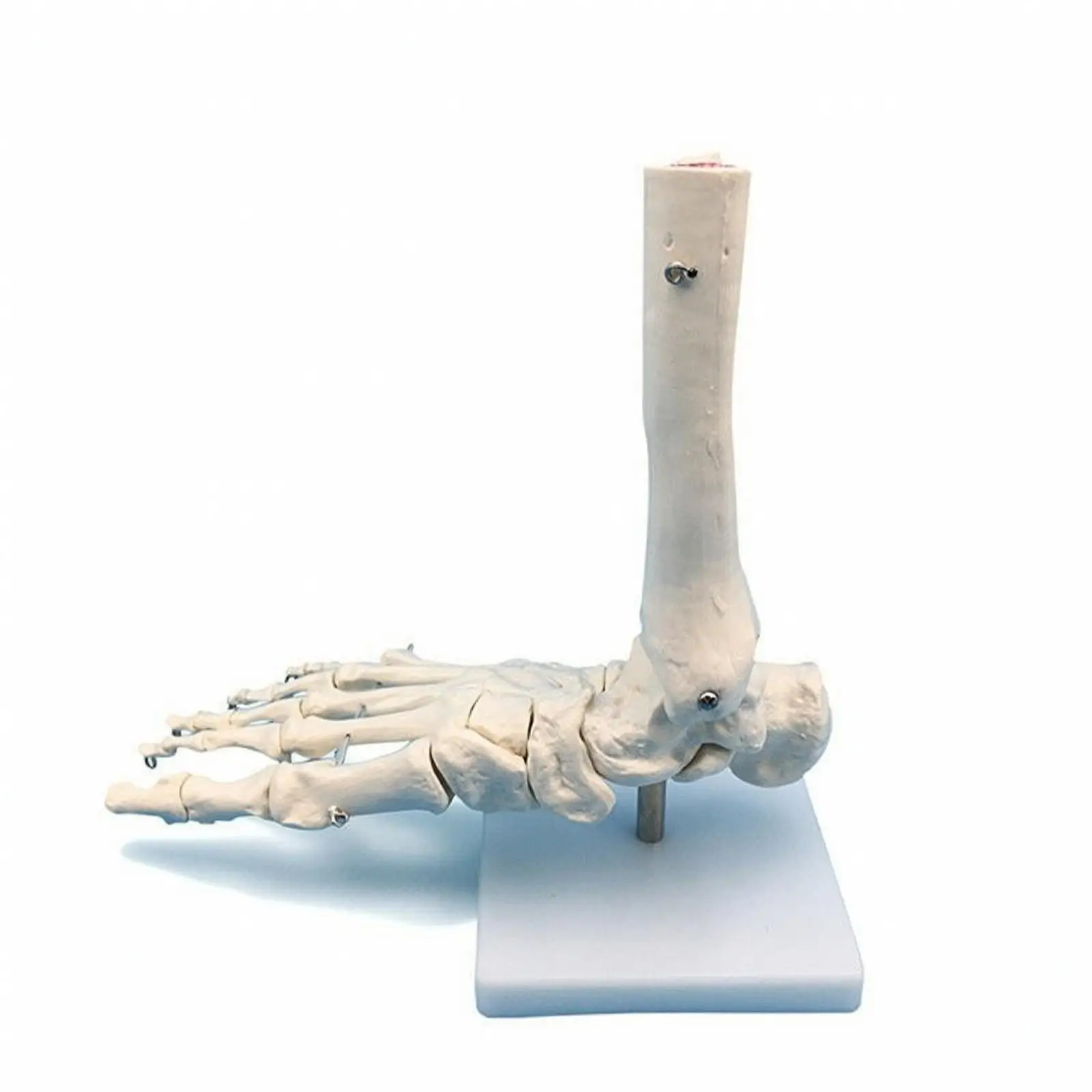 Foot and Ankle Structure Model Medical Human Foot and Ankle Model Highly