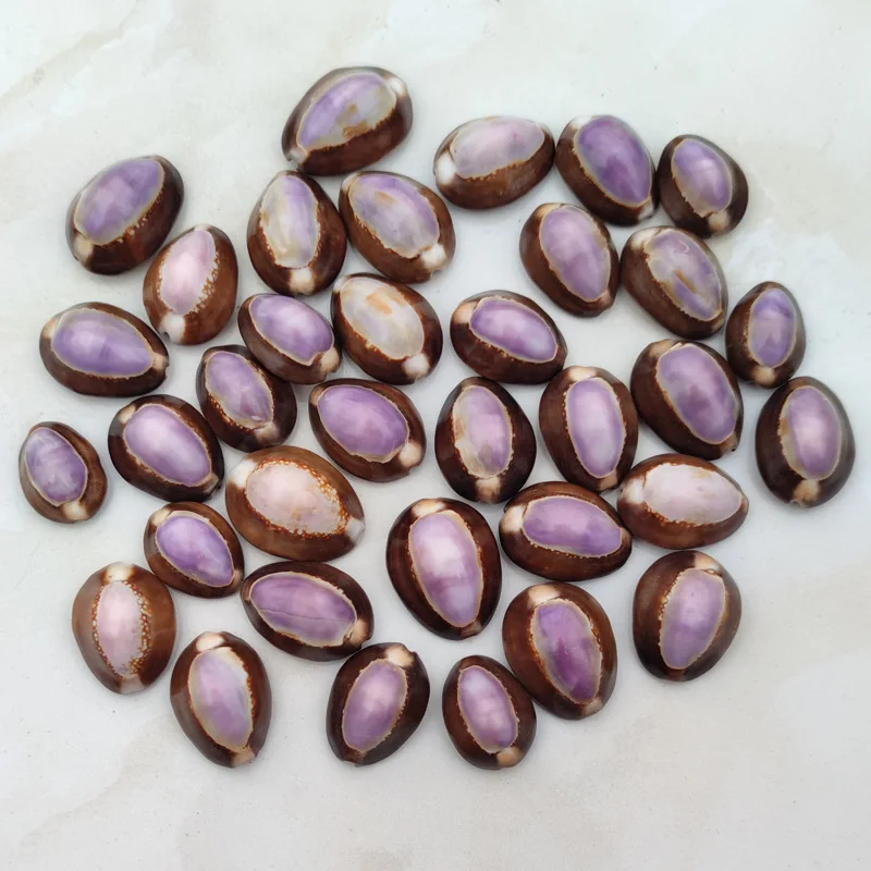 Natural Cypraea Carneola Shell - Purple Mountain Cowrie, Aquarium Decor, Hermit Crab Shell, DIY Fridge Magnet, Marine Craft Acce