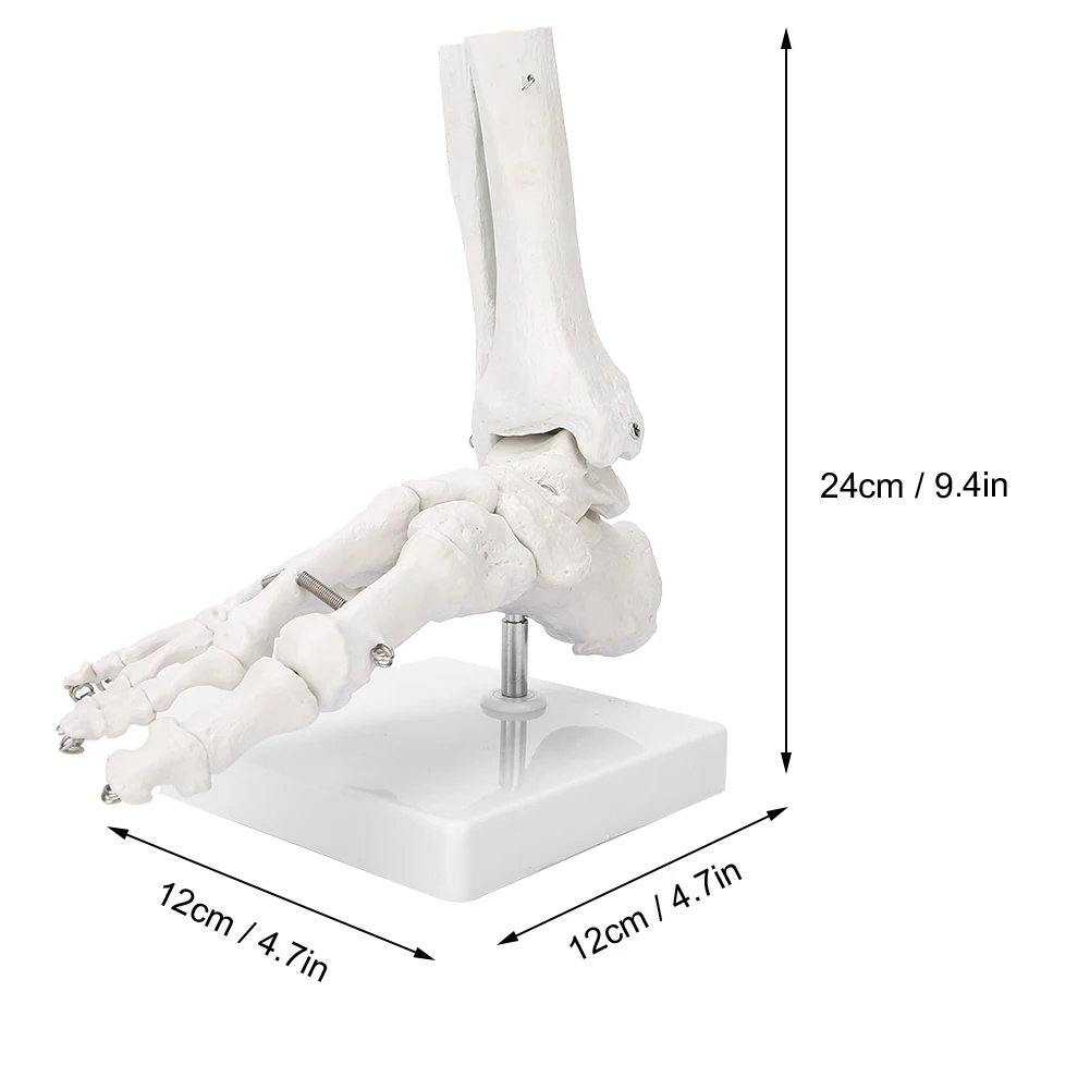 Imagem -05 - Modelo Humano de Tornozelo e Articulação do pé Estudo Anatômico Médico Osso Show de Anatomia Esquelética Demonstração do Ensino 1:1