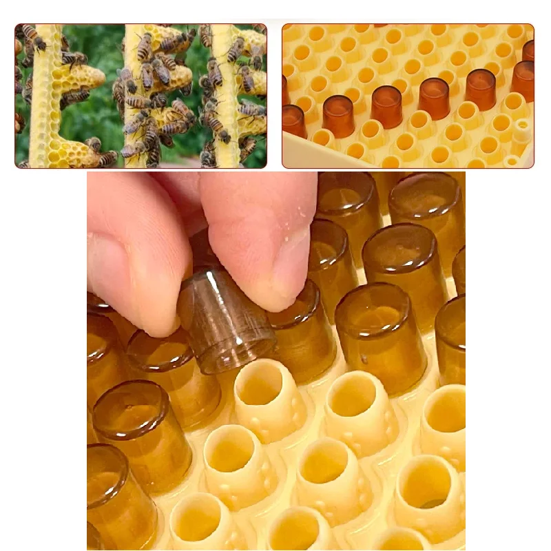 1000PCS Queen Bee Rearing Cell Cups Beekeeping Nicot Queen Rearing Grafting Tool Plastic Cells Cages Room Cups Cell Cage Cup