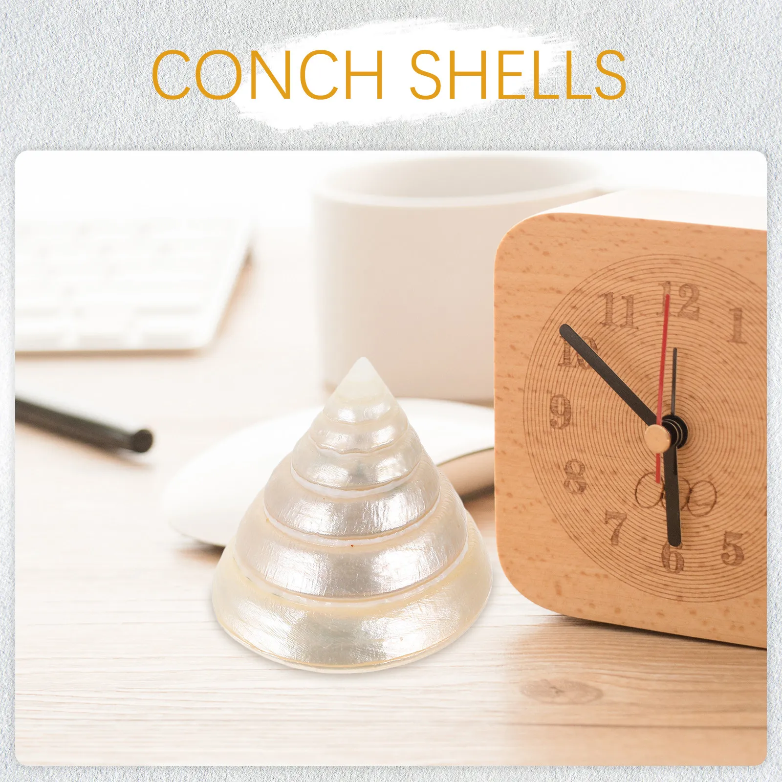 Concha natural brillante, pequ - Aquarium Decor reseña y precio