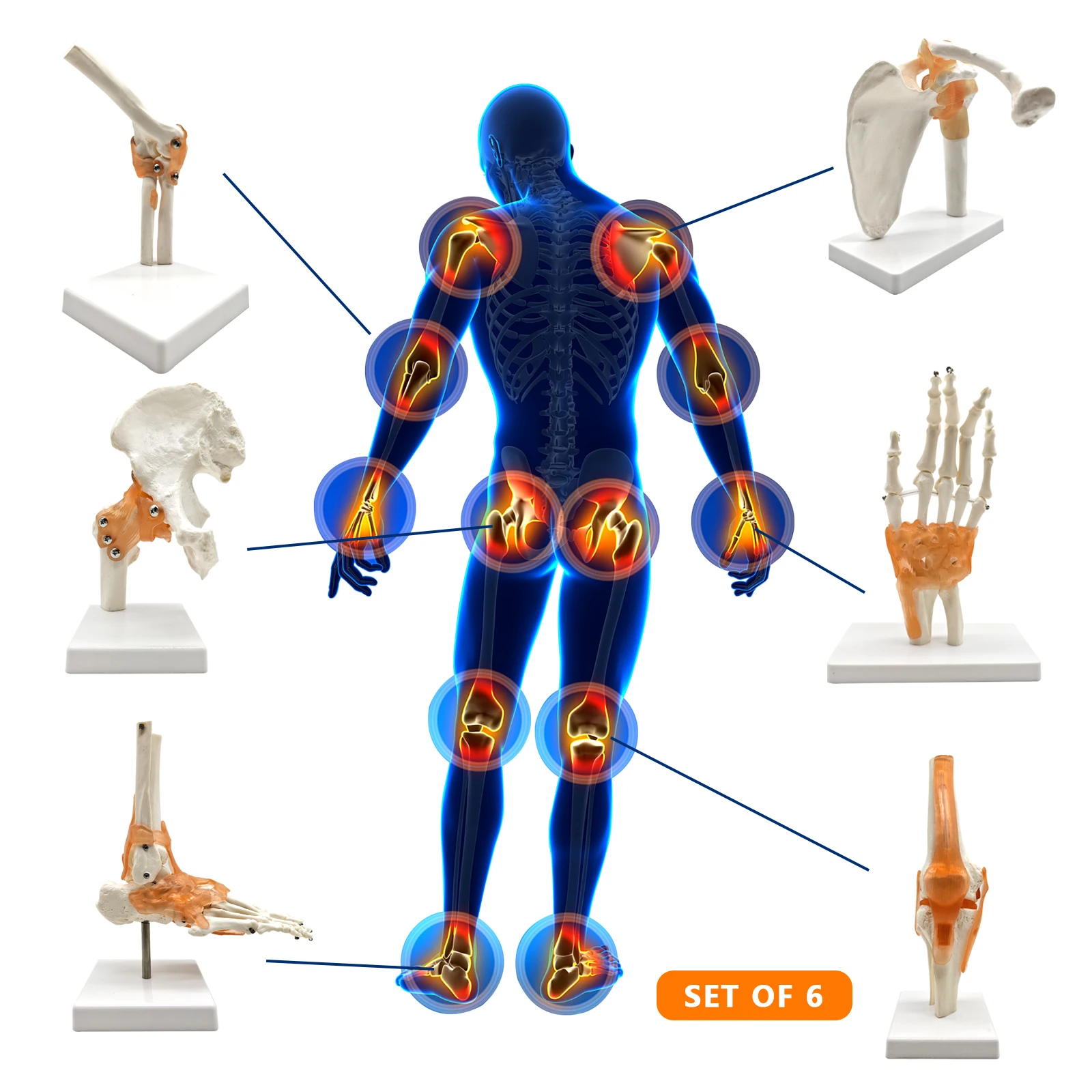6 pcs/Set Anatomy Models Human Shoulder Elbow Hip Knee Hand Foot Joint Bone Models Human Joint Anatomy Model Science Models Huma
