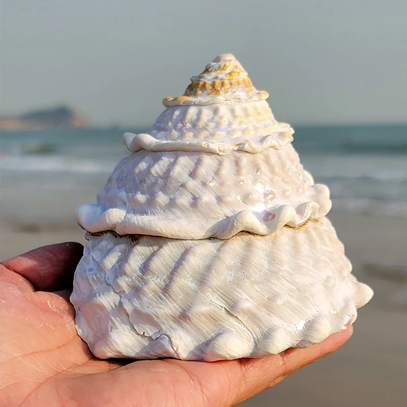 

Natural Large Shell Conch Tower Snail Starfish Specimen Collection Fish Tank Decoration Gift Home Decoration Ocean Decor