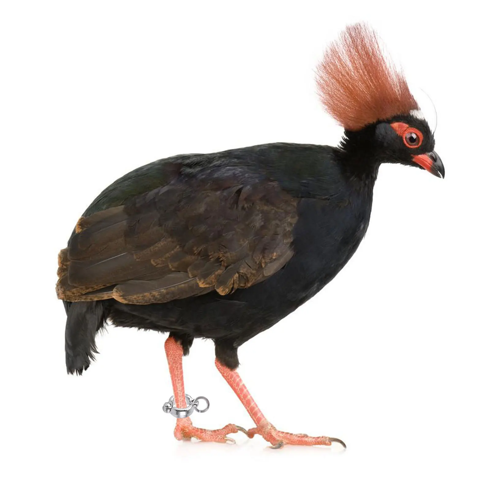 

6Pcs Parrot Foot Rings Stainless Steel Premium Material Rotating Opening Clips Parrots Training Accessories Parrot Foot Rings