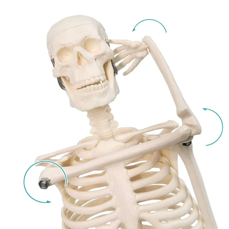 DARHMMY 45CM Anatomical Anatomy Human Skeleton Model Human Spine Skeleton Model Education and Training Tool