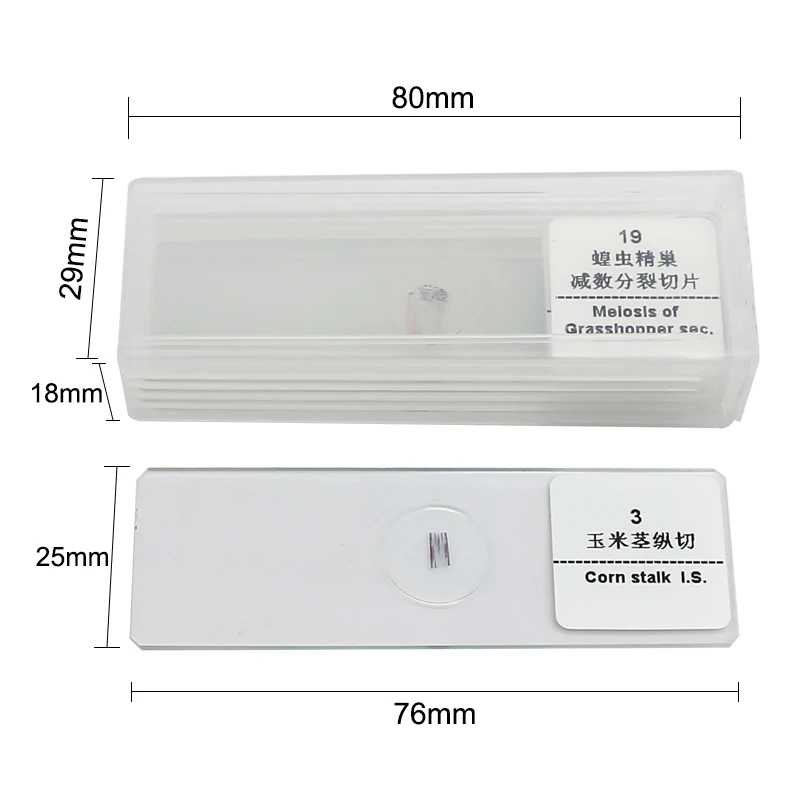 5 Pieces Prepared Slides For Biological Microscope Laboratorial Consumables Reusable Animal or Plant Slides