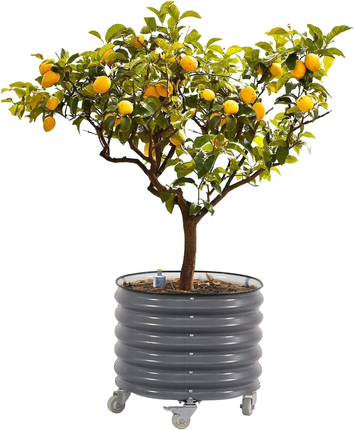 Porch Patio & Backyard Rolling Metal Citrus Tree Planter, Self-Watering, Modern Gray