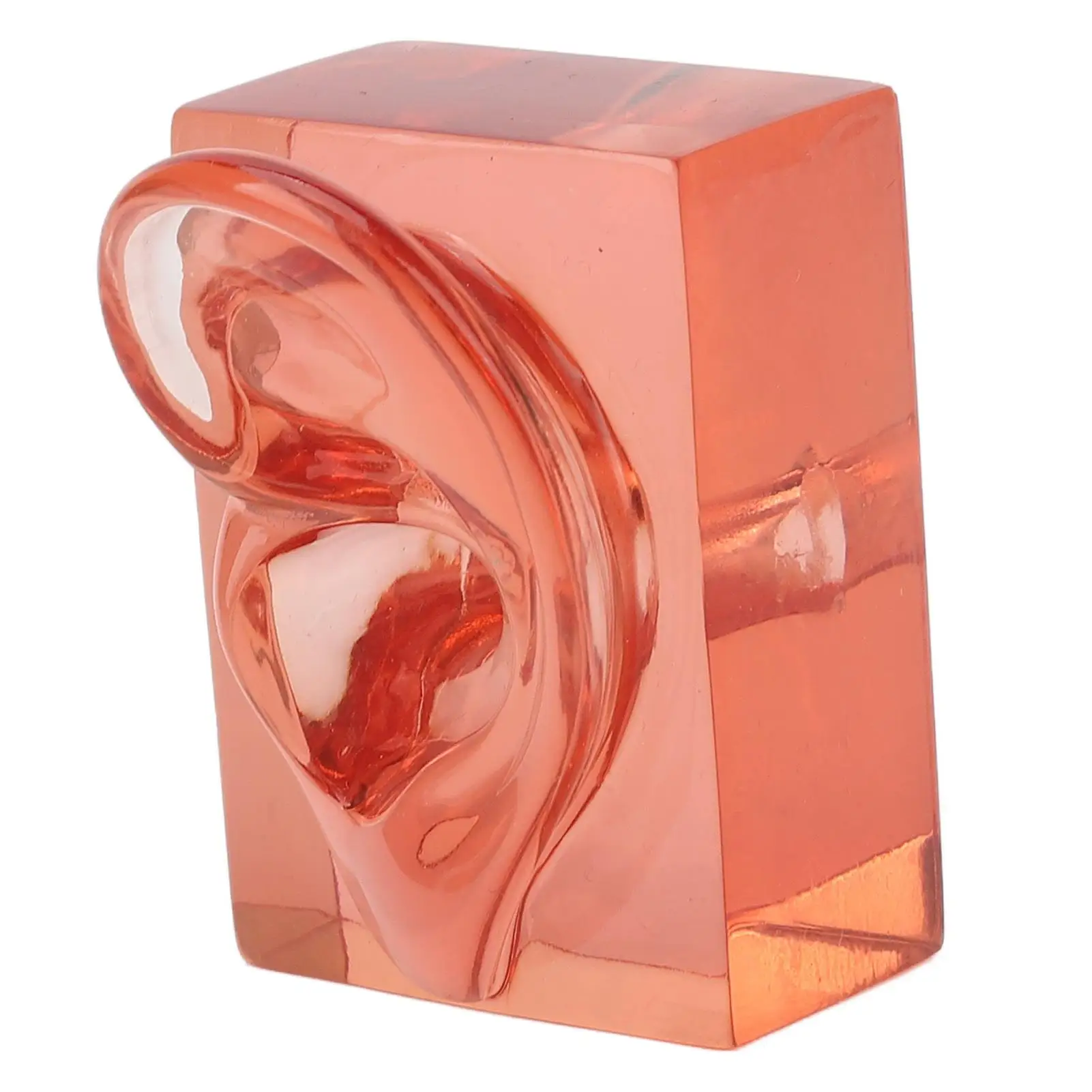 

Acrylic Waterproof Ear Model High Simulation Transparent Red Multifunctional Display Sturdy Ear Anatomy Model for observation