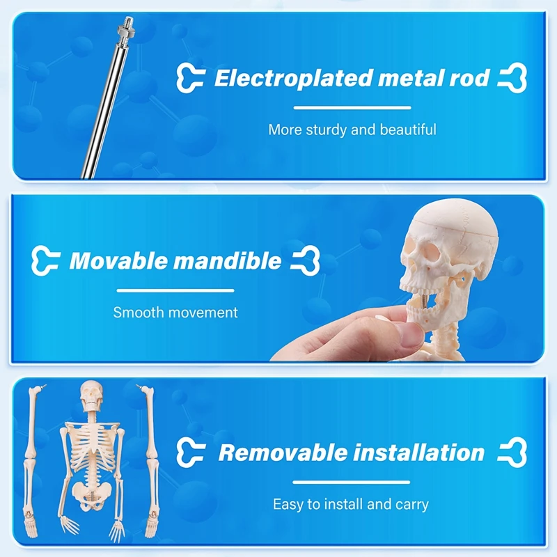 45CM Human Anatomical Anatomy Skeleton Model Poster Learn Aid Anatomy Human Skeletal Model