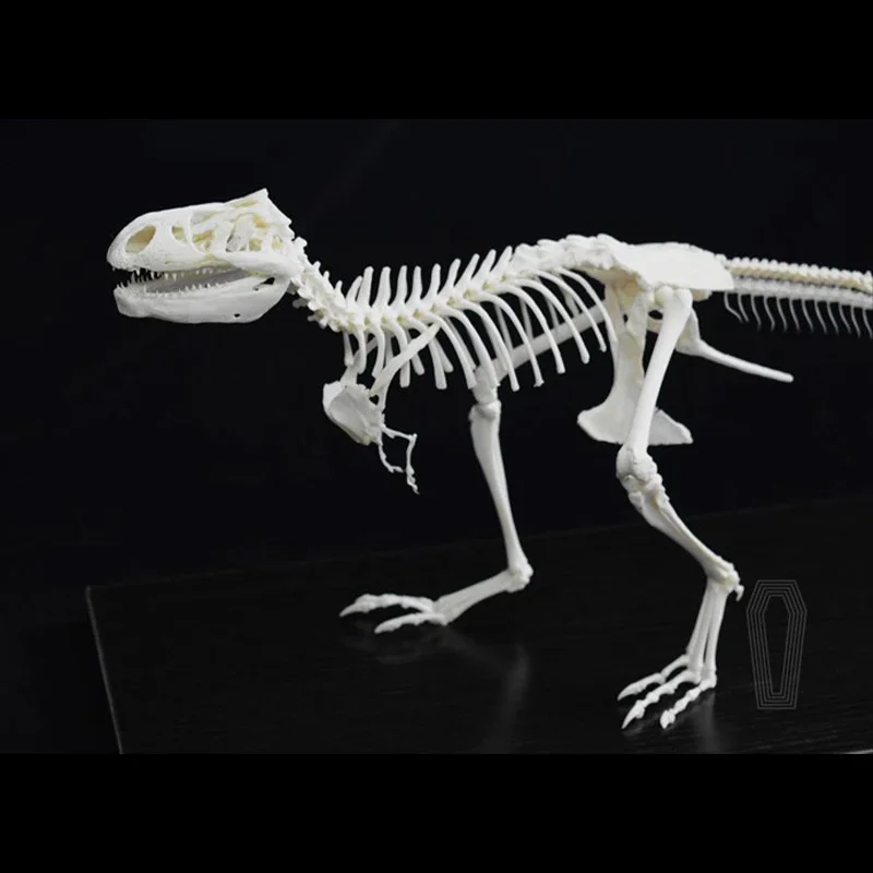 2130 Original T. rex Skeleton Specimen Dinosaur Art Specimen Decorative Stand Art Collectible Tabletop Ornament Birthday Gift