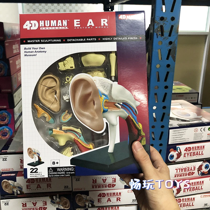 

4D MASTER Human Ear Model Detachable 22Parts 26055 DIY Teaching Tool Educational Equipment Anatomical Model