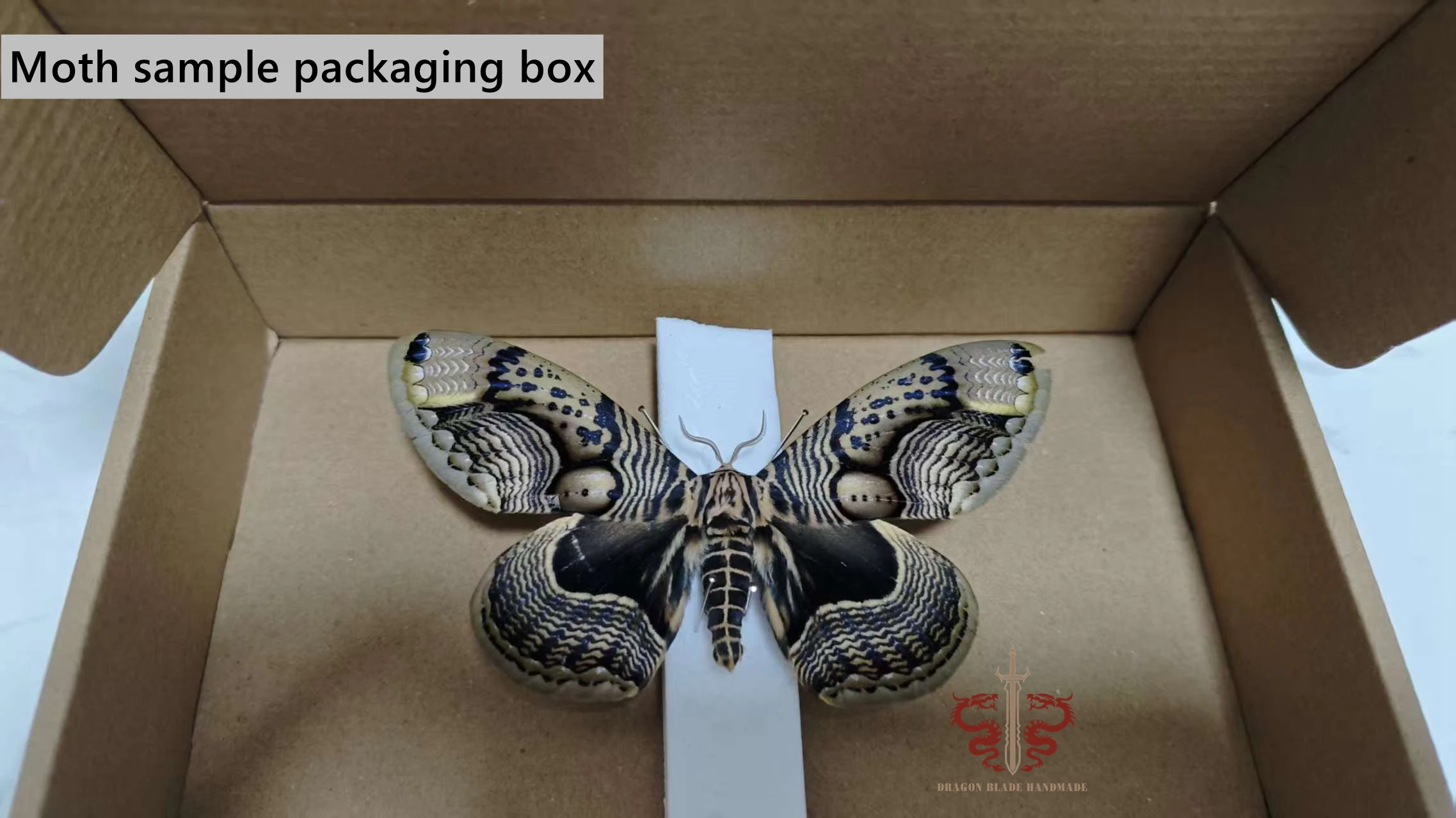 Moth specimen Percnia belluaria, 1pc wings spread A1/A- high quality, Decorative Display Collection Gifts view 5