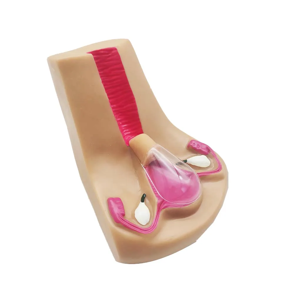 نموذج جهاز منع الحمل داخل الرحم للإناث ، محاكي تدريب اللولب العلامة التجارية الجديدة #3