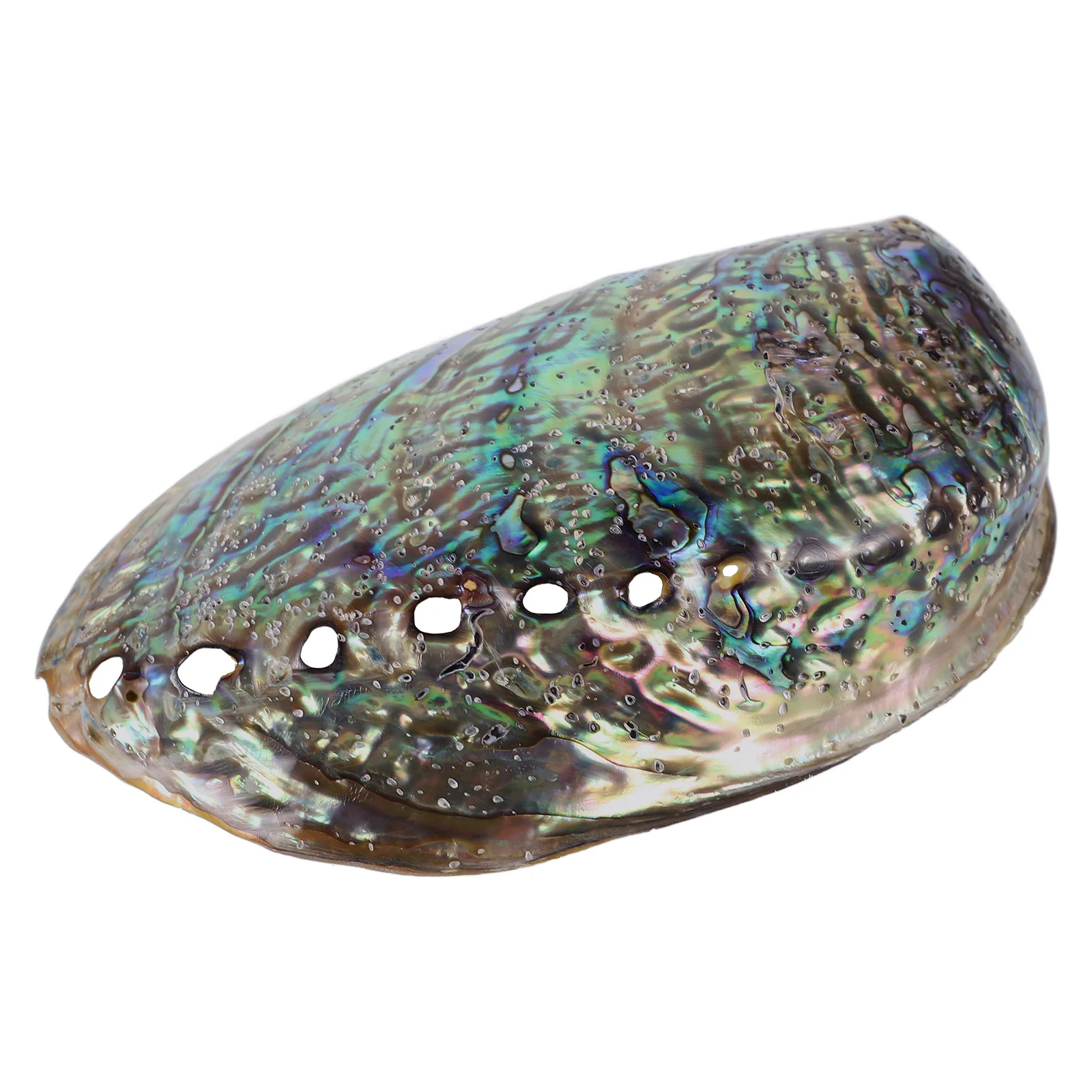 

10-12cm Natural Abalone Shell Accessory Dazzle Luster Lightweight DIY Jewelry Pendant Necklace Party Decoration