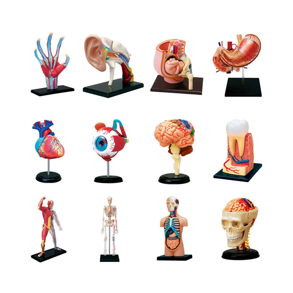 Medical-Torso Human Body Model Removable Parts Education Organs Model for Teaching Study Class Students(Eyeballs)