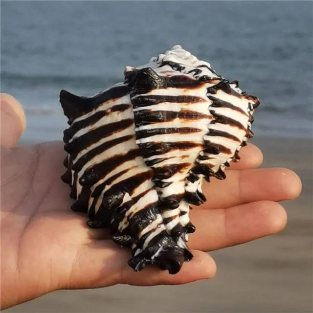 7-12CM Black Murex Shell Natural Deep-sea Conch Hermit Crab Shell Fish Tank Aquarium Decoration Seashells Nautical