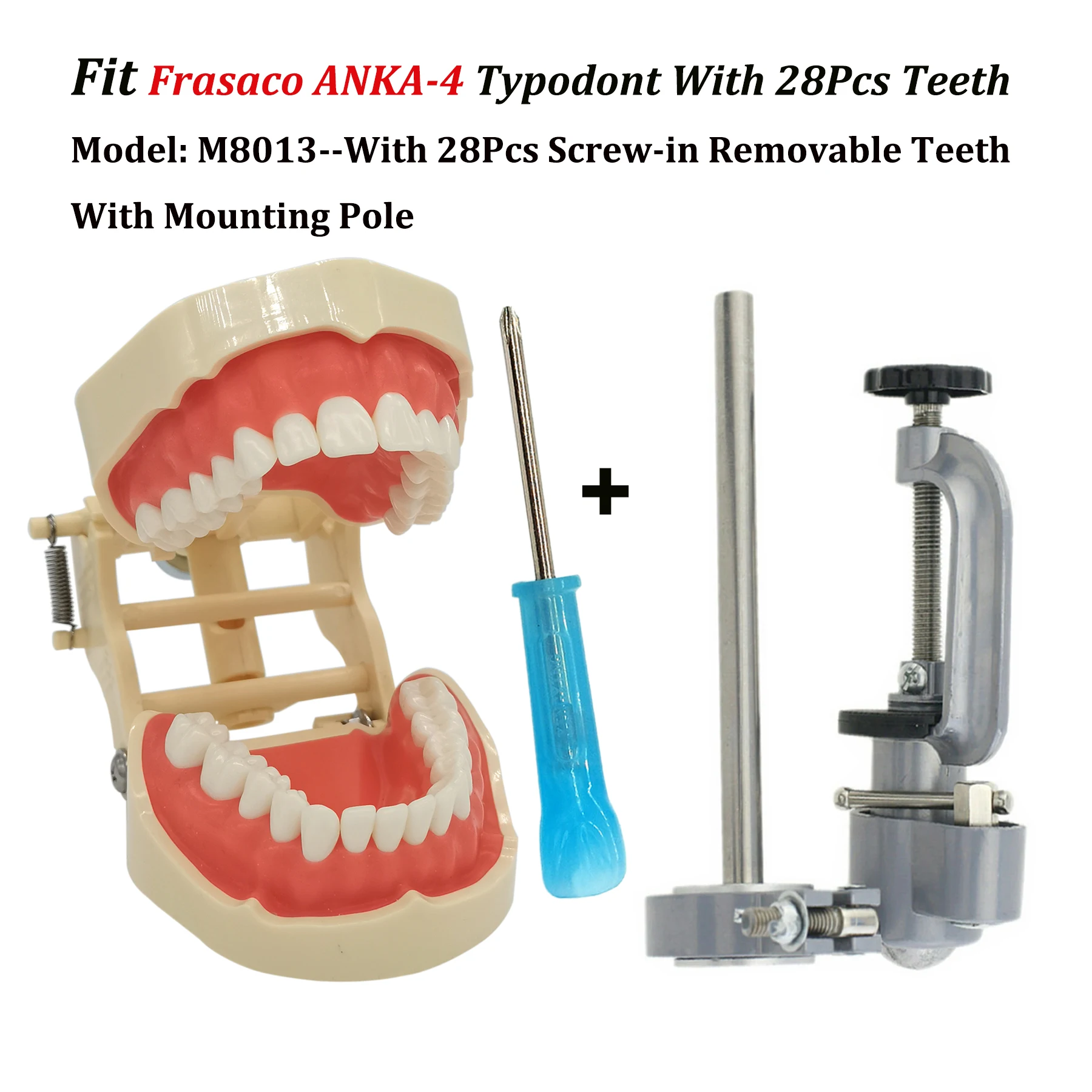 Frasaco ANKA-4 Typodont Fit Dental 28Pcs Screw-in Teeth Model Practice Filling Restoration Soft Gum Model With Mounting Pole