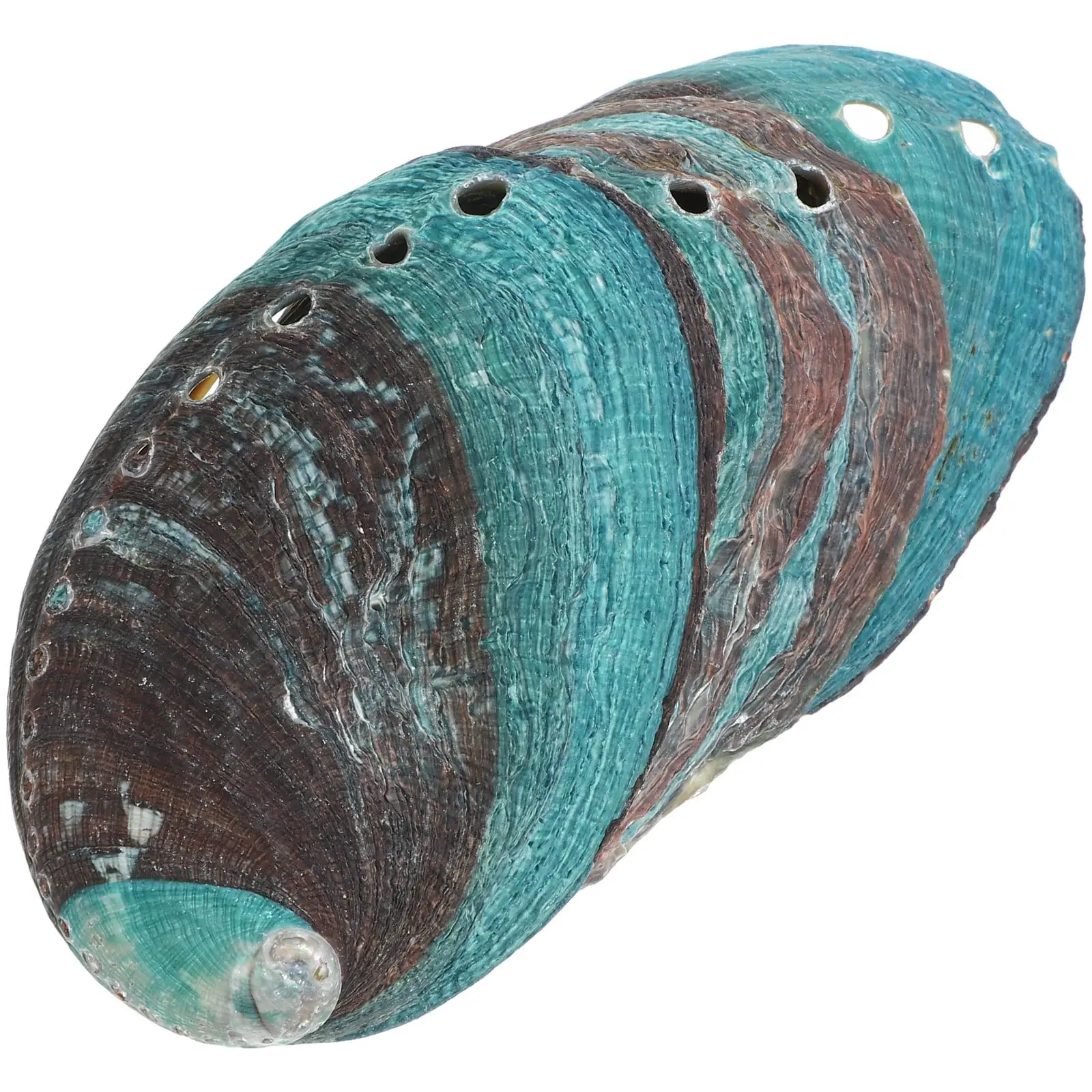 

3 Pcs Decor Natural Seashells 8-10cm Smudge Offering Holder for Shell Smudge Bowl Bowl For Smudging Home Decoration