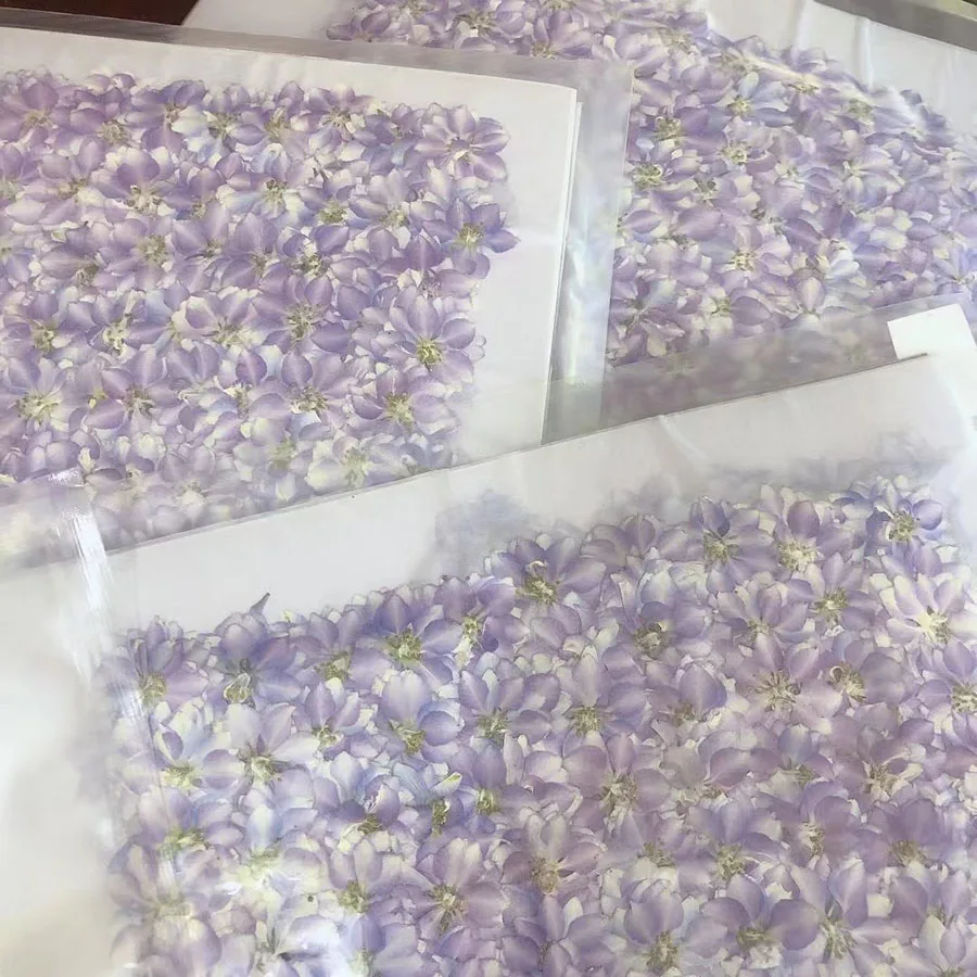 

2500pcs Pressed Dried Natural Light Purple Consolida Ajacis Flower Plants Herbarium For Jewelry Phone Case Bookmark Postcard DIY