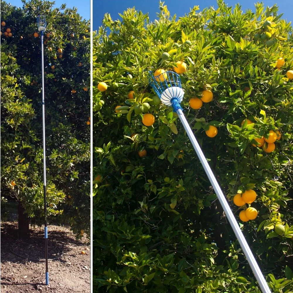 Recolector de frutas de 12 pies (más de 20 pies), palo telescópico para recoger frutas, fácil de colocar, cesta de manzana giratoria, ligero