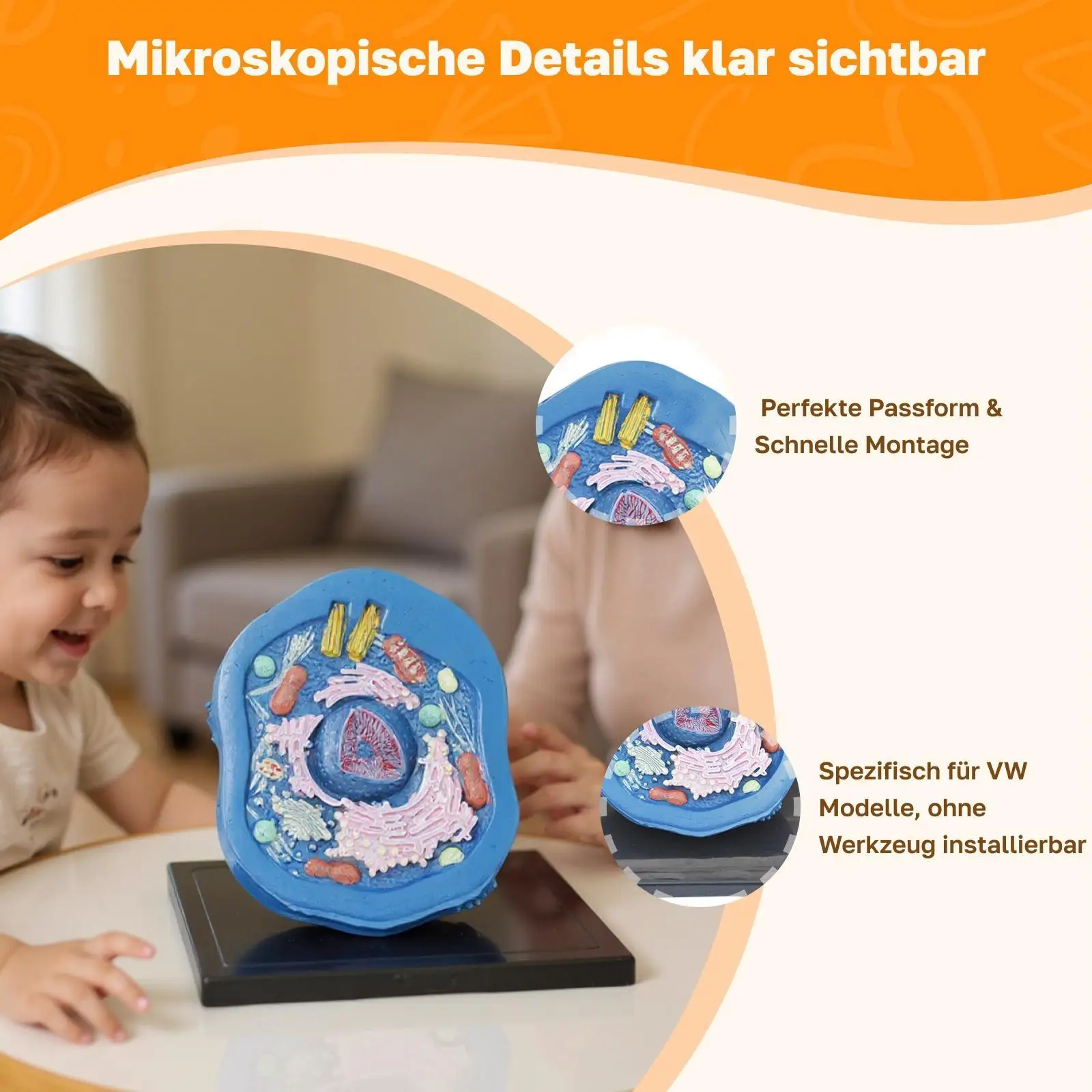 نموذج تشريح الخلوية الحيوانية مجموعات العلوم التعليمية مجموعات الجذعية نموذج تجريبي نموذج تشريحي لوازم التدريس للدراسة #4